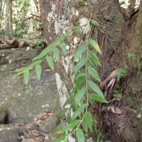 Dendrobium maccarthiae Thwaites